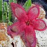 Stapelia hirsuta MB (1).JPG